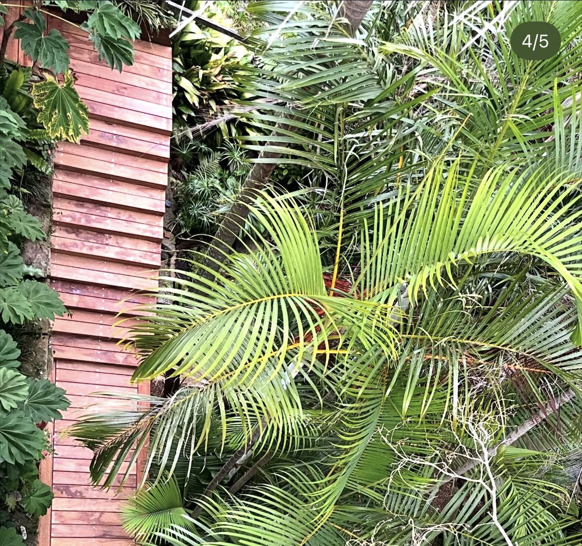 Merbau boardwalk glimpsed through palm fronds